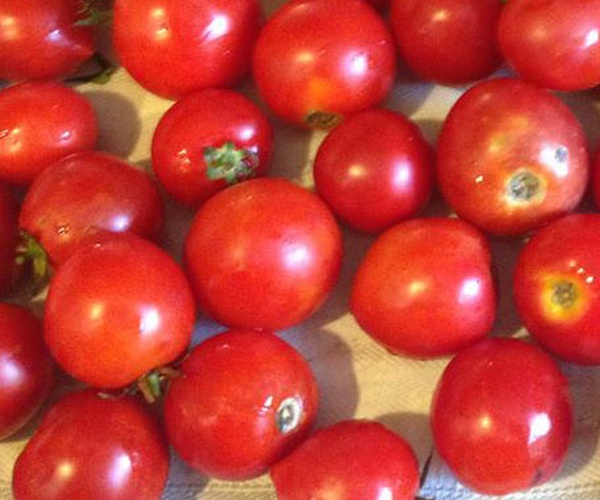 Solanum lycopersicum v2.40