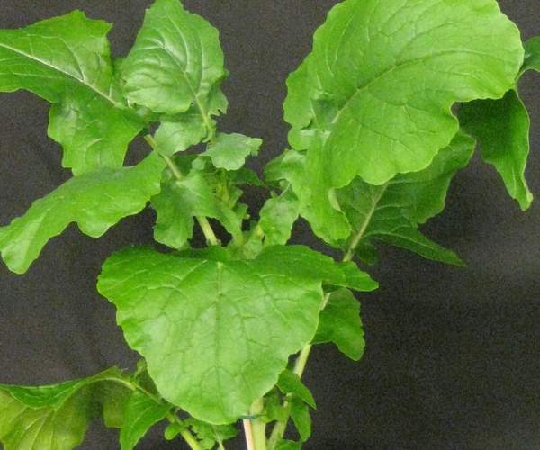 Brassica rapa v1.2
